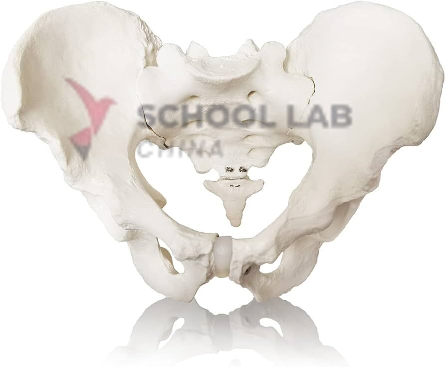 Male Pelvis Model